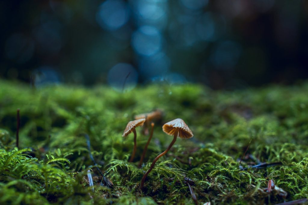 close up photo of mushrooms