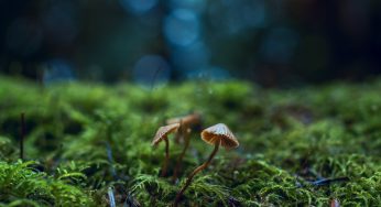 Magic mushroom website Shroomery is down and we don’t know why