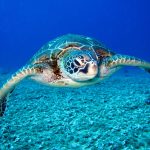 Sea Turtle Cyber Espionage Campaign Targets Telecommunication and IT Companies in the Netherlands